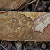 Kwazulu Zone - DM-11-08: Polyphase breccia with silicification and weakly to moderately partially oxidized matrix and ribbon fractures.